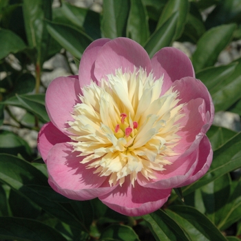 Paeonia lactiflora 'Bowl of Beauty' (040228)