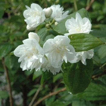 Philadelphus x virginalis 'Minnesota Snowflake' (040234)