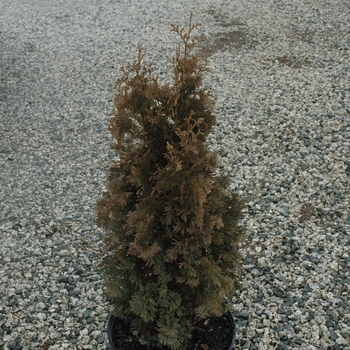 Thuja occidentalis 'Degroot's Spire' (040238)