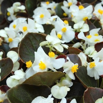 Begonia semperflorens Havana™ '' (040246)