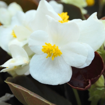 Begonia semperflorens Havana™ '' (040247)