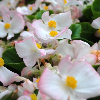 Begonia semperflorens Monza™ '' (040249)