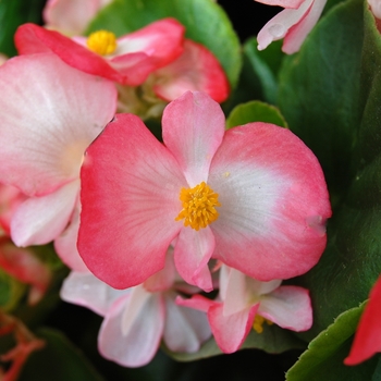 Begonia semperflorens Monza™ '' (040250)