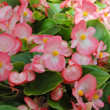 Begonia semperflorens Monza™ '' (040251)