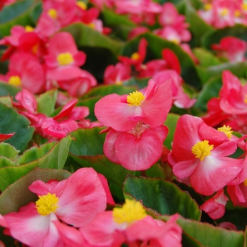 Begonia semperflorens Monza™ '' (040252)