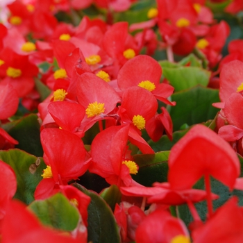 Begonia semperflorens Monza™ '' (040254)