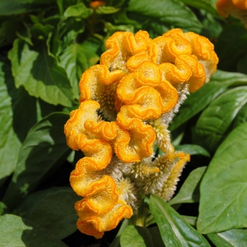 Celosia cristata Armor™ Yellow '' (040267)