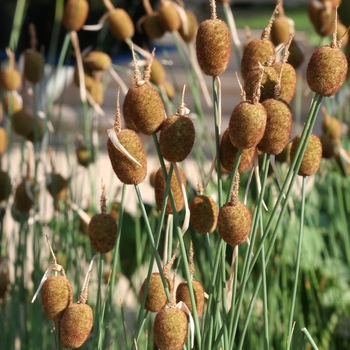 Typha minima