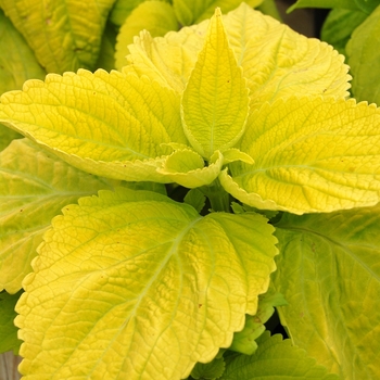 Coleus Giant Exhibition™ 'Limelight' (040291)