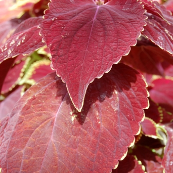 Coleus Giant Exhibition™ 'Magma' (040293)