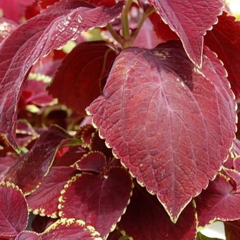 Coleus Giant Exhibition™ 'Magma' (040294)