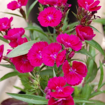 Dianthus chinensis x barbatus Telstar™ Burgundy '' (040303)