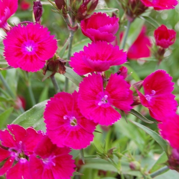 Dianthus chinensis x barbatus Telstar™ Burgundy '' (040304)