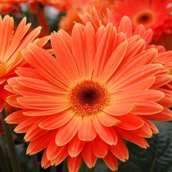 Gerbera jamesonii Royal™ '' (040305)