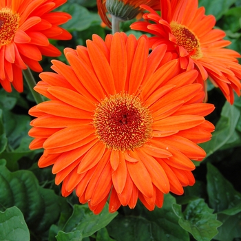 Gerbera jamesonii Royal™ '' (040310)