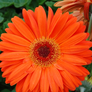 Gerbera jamesonii Royal™ '' (040311)