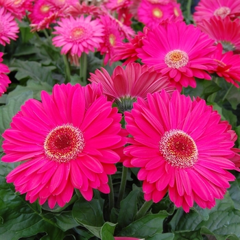 Gerbera jamesonii Royal™ '' (040316)