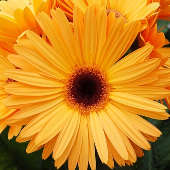 Gerbera jamesonii Royal™ '' (040318)