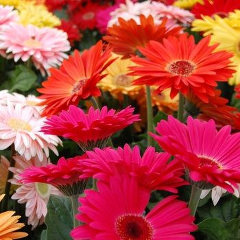 Gerbera jamesonii Royal™ '' (040319)