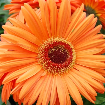 Gerbera jamesonii Royal™ '' (040323)