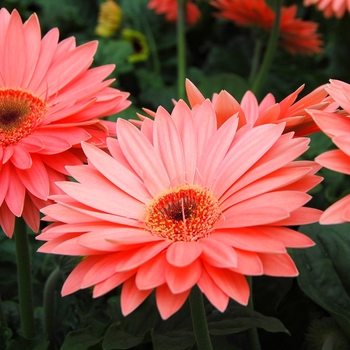 Gerbera jamesonii Royal™ '' (040327)