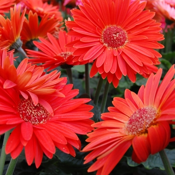 Gerbera jamesonii Royal™ '' (040329)