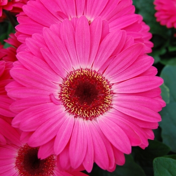 Gerbera jamesonii Royal™ '' (040333)