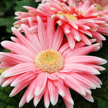 Gerbera jamesonii Royal™ '' (040335)