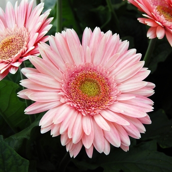 Gerbera jamesonii Royal Semi-Double™ '' (040337)