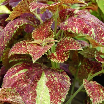 Coleus Giant Exhibition™ 'Marble' (040342)