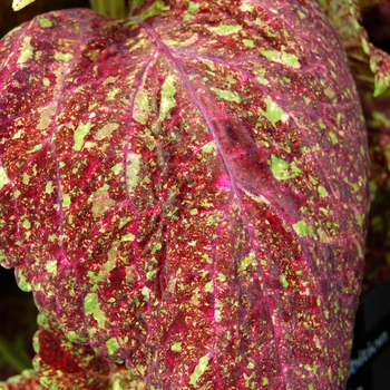 Coleus Giant Exhibition™ 'Marble' (040343)