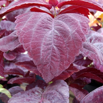 Coleus Giant Exhibition™ 'Palisandra' (040345)