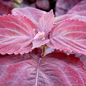 Coleus Giant Exhibition™ 'Palisandra' (040347)