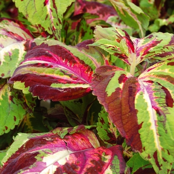 Coleus Giant Exhibition™ 'Tartan' (040352)