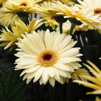 Gerbera jamesonii Royal Semi-Double™ '' (040354)