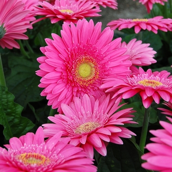 Gerbera jamesonii Royal Semi-Double™ '' (040355)