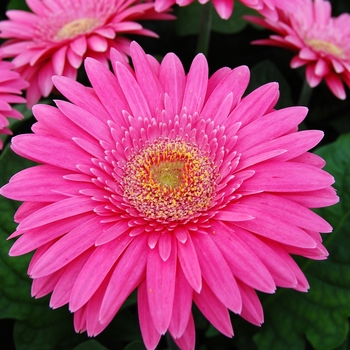 Gerbera jamesonii Royal Semi-Double™ '' (040356)