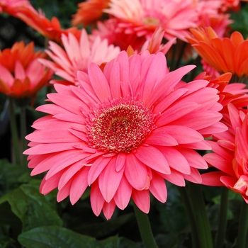 Gerbera jamesonii Royal Semi-Double™ '' (040359)