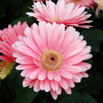 Gerbera jamesonii Royal™ '' (040363)