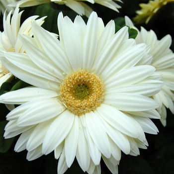 Gerbera jamesonii Royal™ '' (040365)