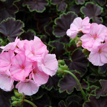 Pelargonium x hortorum 'Black Velvet Appleblossom' (040369)