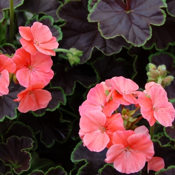 Pelargonium x hortorum 'Black Velvet Coral' (040371)