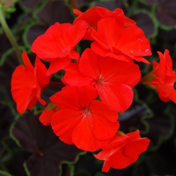 Pelargonium x hortorum 'Black Velvet Scarlet' (040375)