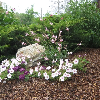 Gaura lindheimeri Stratosphere™ 'Pink Picotee' (040384)