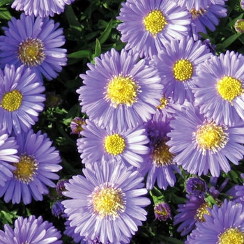 Aster dumosus 'Sapphire Mist' (040385)