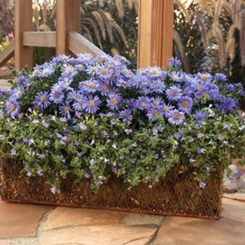 Aster dumosus 'Sapphire Mist' (040386)