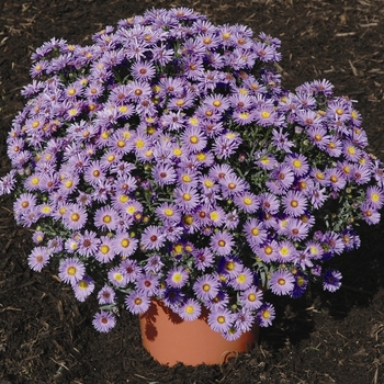 Aster novi-belgii 'Dragon™ Blue' (040402)