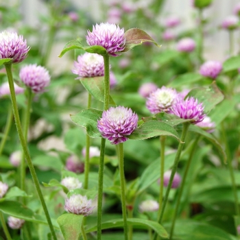 Gomphrena 'Audray Bicolor Rose' (040404)