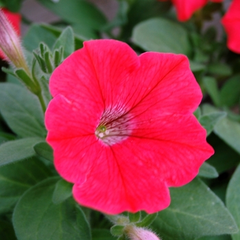 Petunia Opera Supreme™ '' (040413)