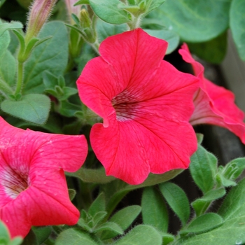 Petunia Opera Supreme™ '' (040414)